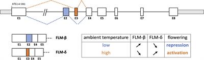 Molecular Tools for Adapting Viticulture to Climate Change